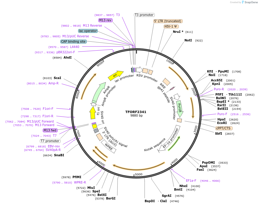 142040-plasmid-map-sequence-id-395938