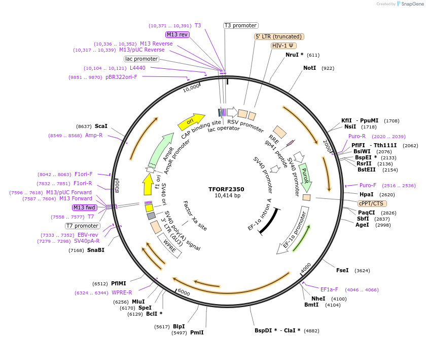 142044-plasmid-map-sequence-id-395940