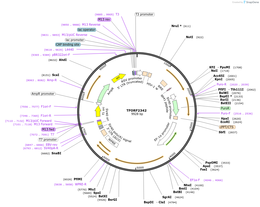 142041-plasmid-map-sequence-id-395941