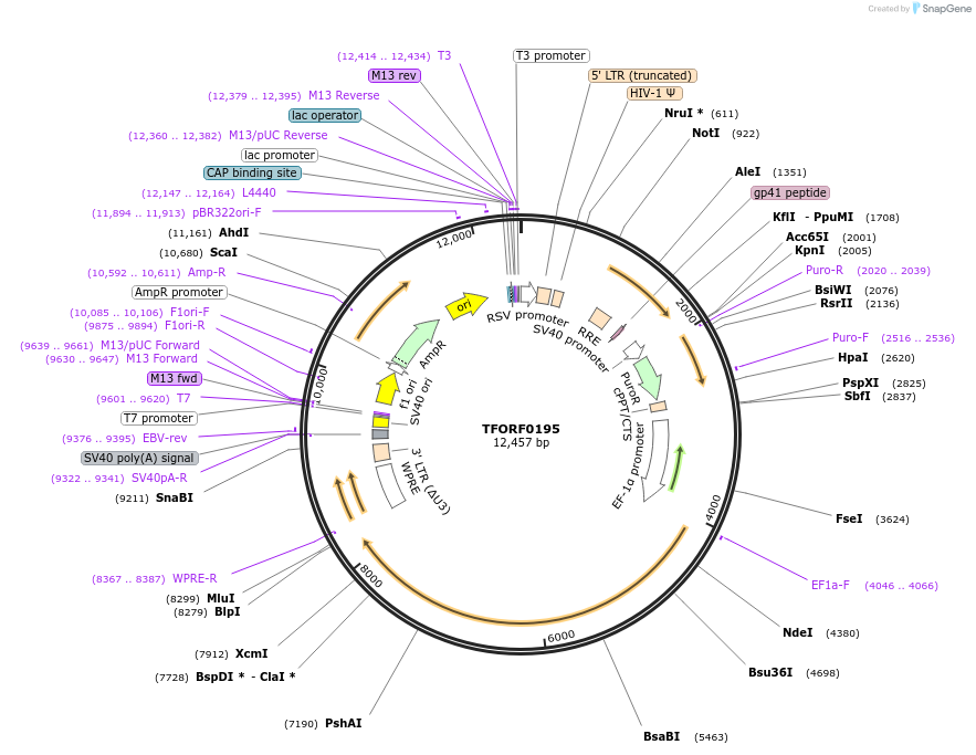 142554-plasmid-map-sequence-id-395943