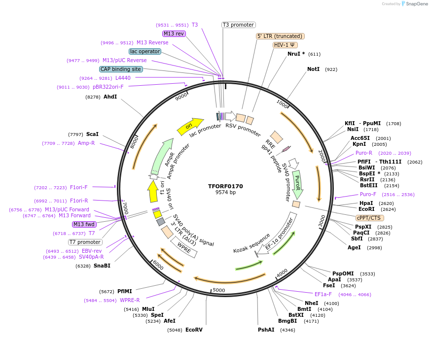142549-plasmid-map-sequence-id-395944