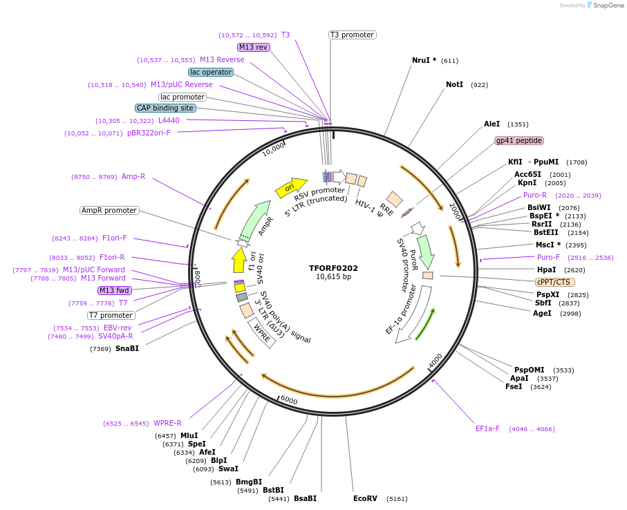 142555-plasmid-map-sequence-id-395945