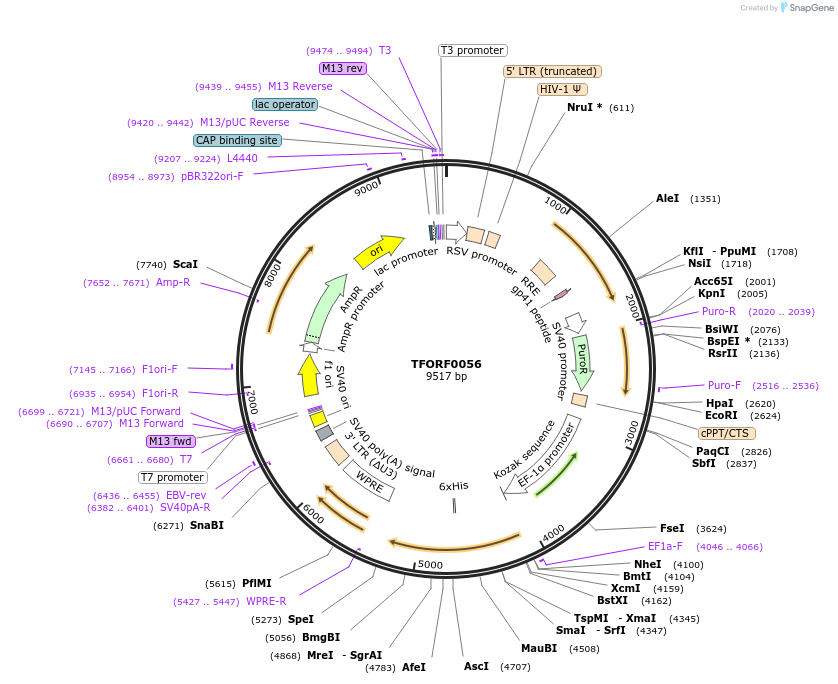142529-plasmid-map-sequence-id-395947