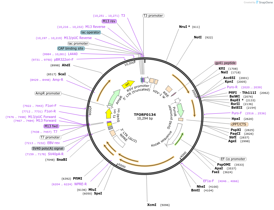 142541-plasmid-map-sequence-id-395951