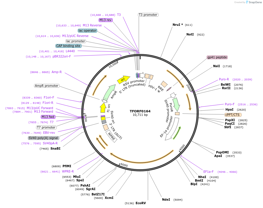 142547-plasmid-map-sequence-id-395952