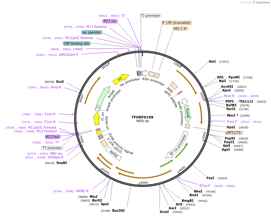 142537-plasmid-map-sequence-id-395953