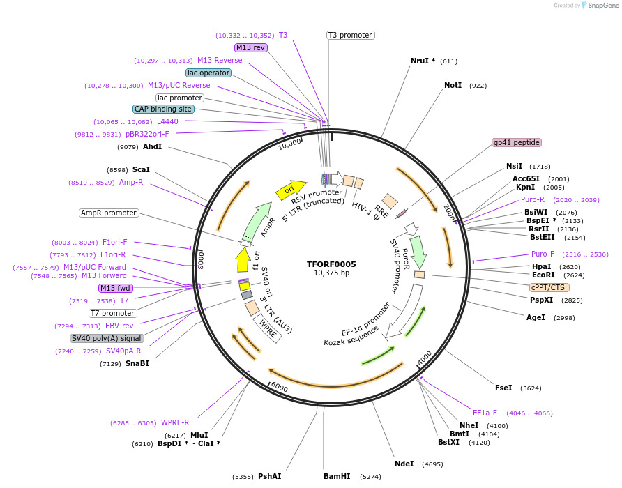 142525-plasmid-map-sequence-id-395956