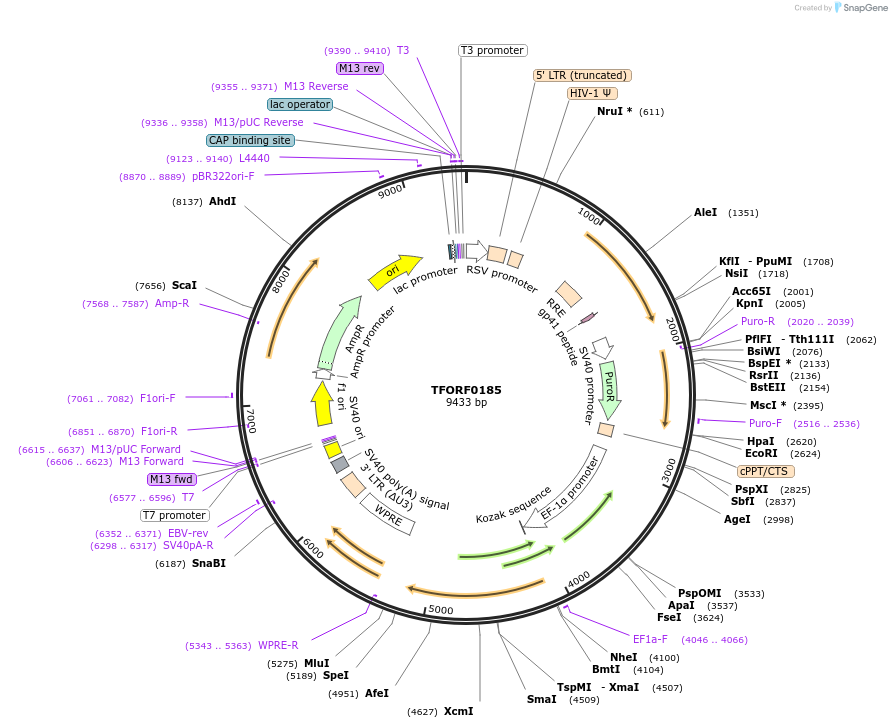 142552-plasmid-map-sequence-id-395957