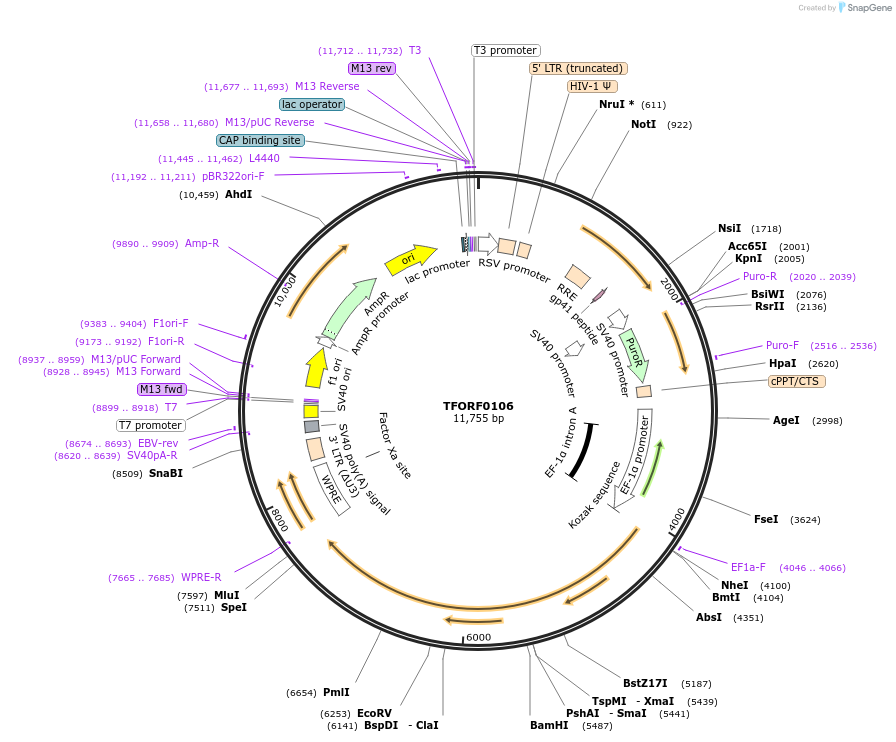 142536-plasmid-map-sequence-id-395958