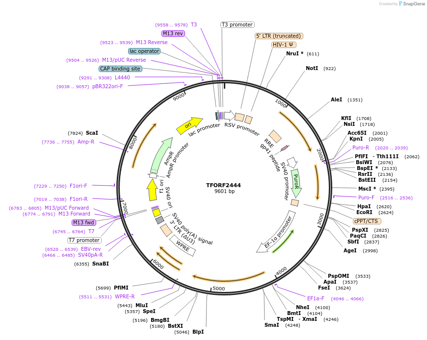 142081-plasmid-map-sequence-id-395962
