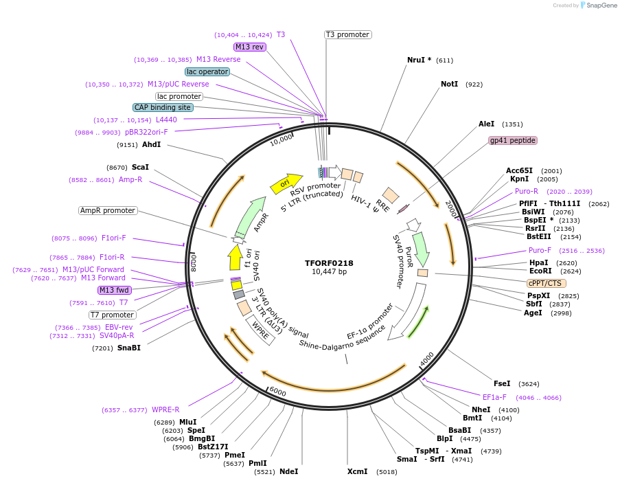 142562-plasmid-map-sequence-id-395964