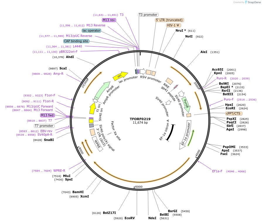 142563-plasmid-map-sequence-id-395965