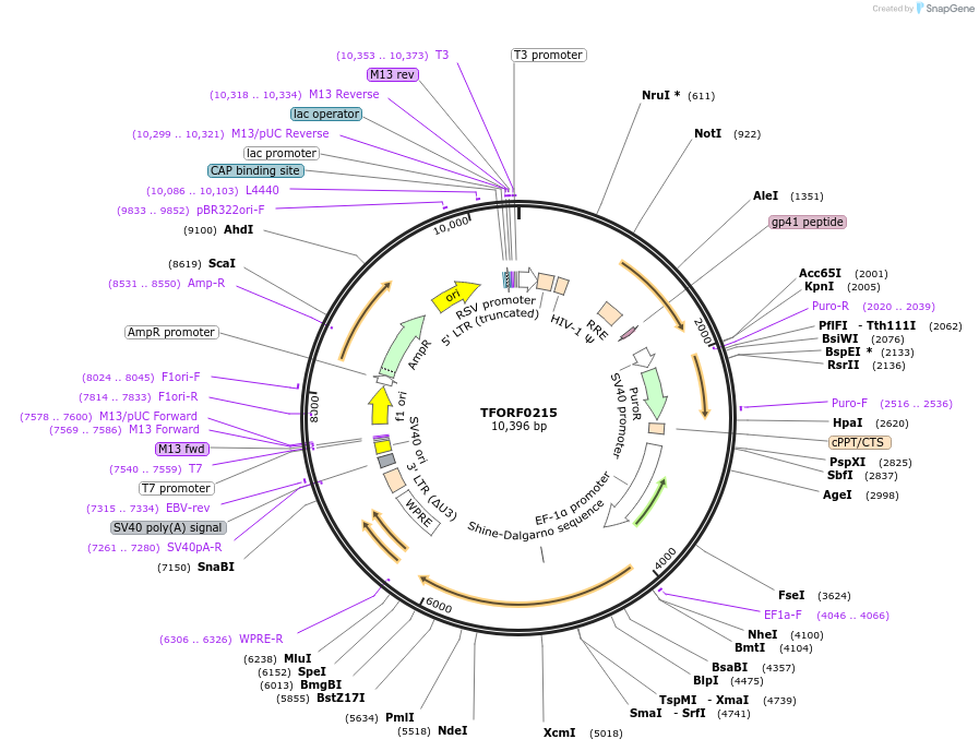 142559-plasmid-map-sequence-id-395967