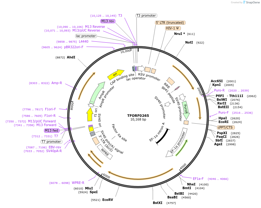 142577-plasmid-map-sequence-id-395969