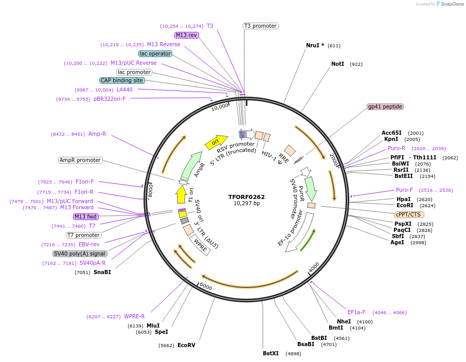 142576-plasmid-map-sequence-id-395970