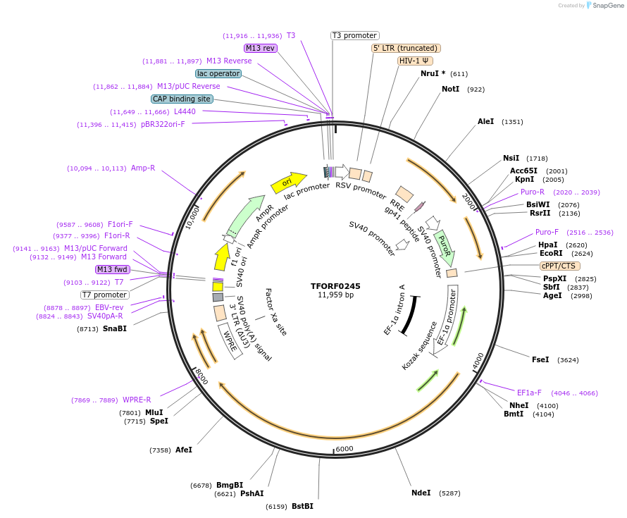 142569-plasmid-map-sequence-id-395971