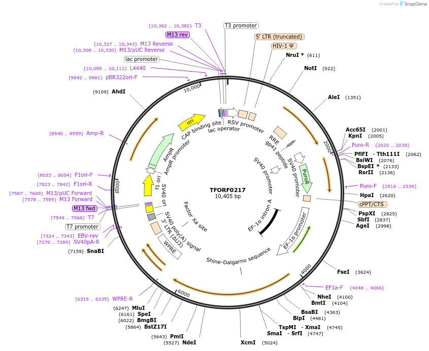 142561-plasmid-map-sequence-id-395972