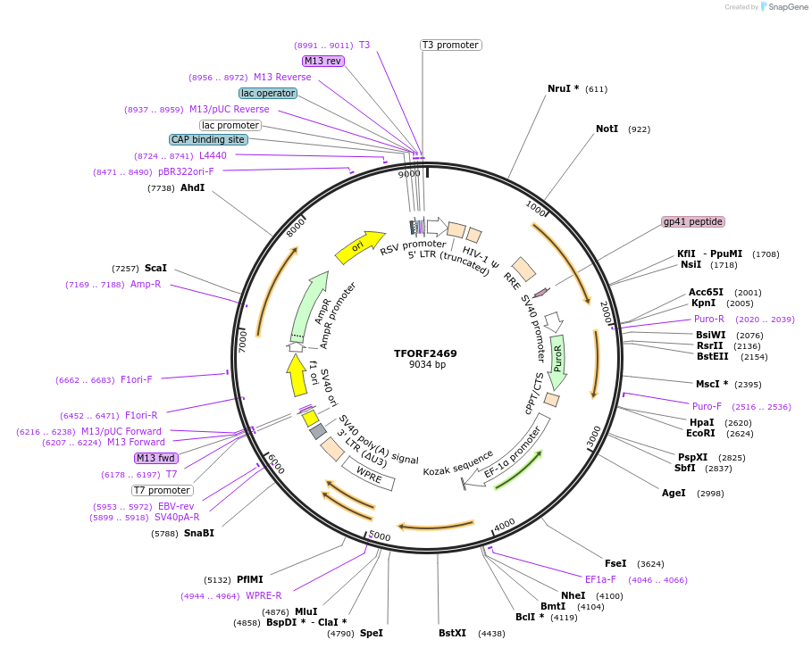 142096-plasmid-map-sequence-id-395973