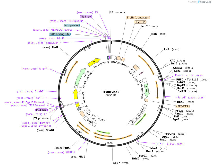 142083-plasmid-map-sequence-id-395975