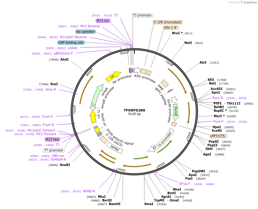 142585-plasmid-map-sequence-id-395976
