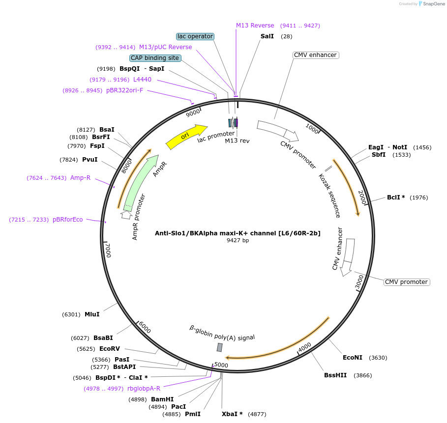 199406-plasmid-map-sequence-id-395978