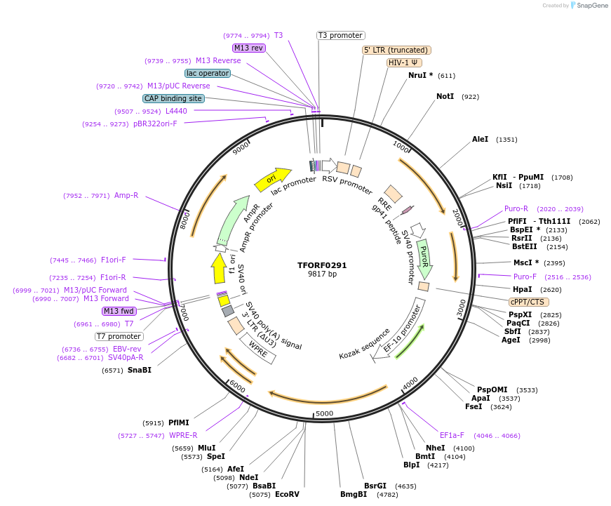 142587-plasmid-map-sequence-id-395979