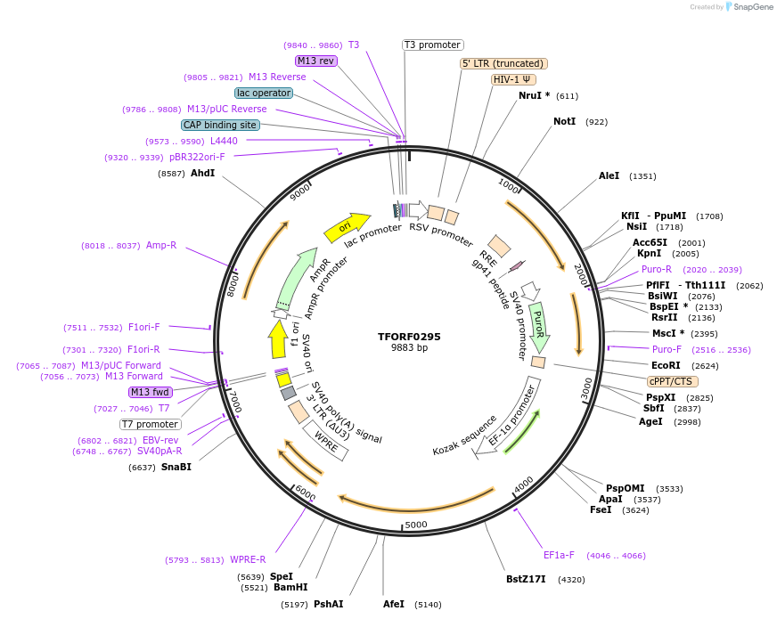 142591-plasmid-map-sequence-id-395982