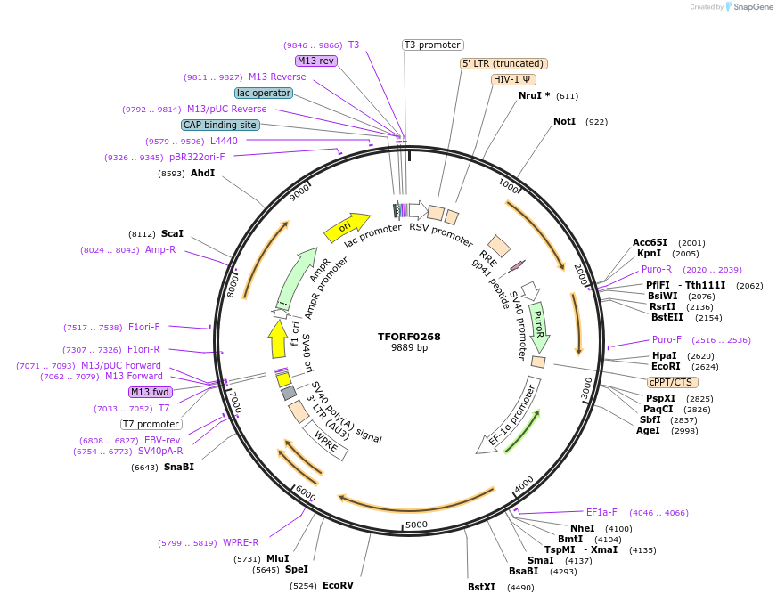 142579-plasmid-map-sequence-id-395986