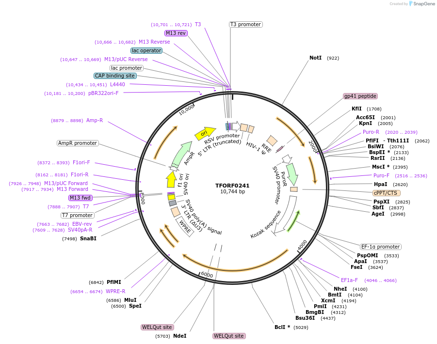 142568-plasmid-map-sequence-id-395989