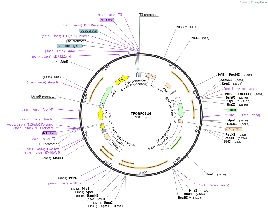 142594-plasmid-map-sequence-id-395996