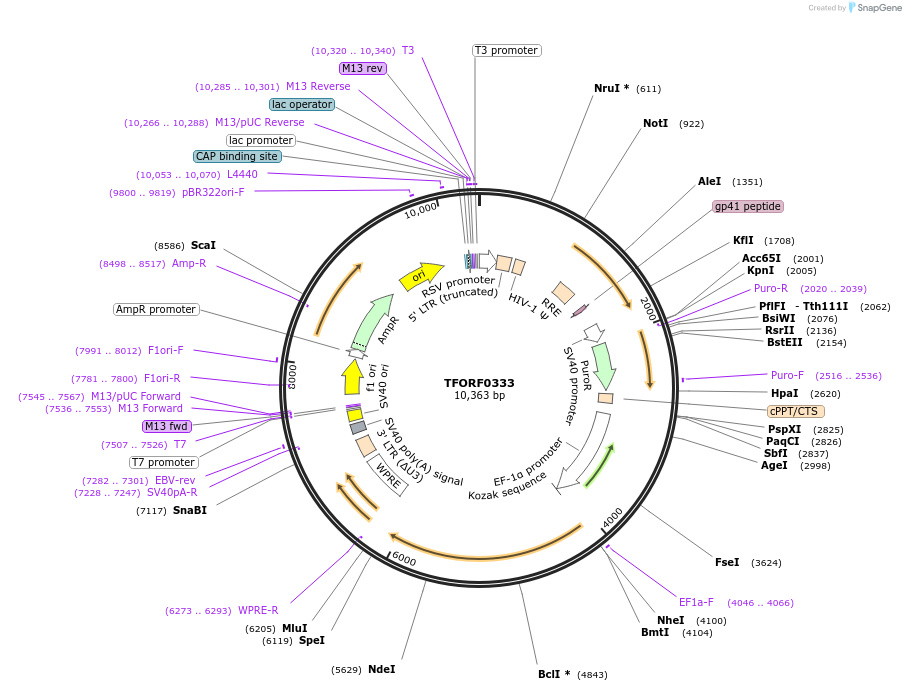 142600-plasmid-map-sequence-id-395997