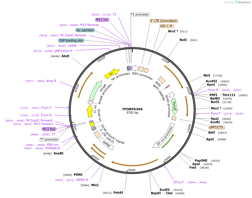 142606-plasmid-map-sequence-id-395999