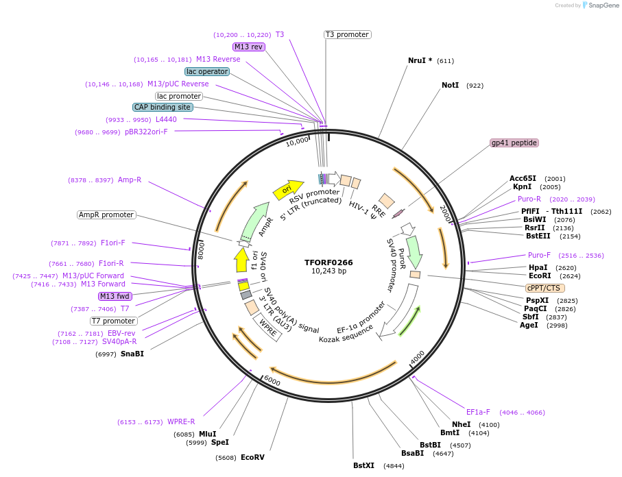 142578-plasmid-map-sequence-id-396000