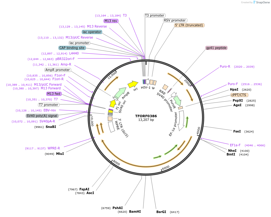 142611-plasmid-map-sequence-id-396001