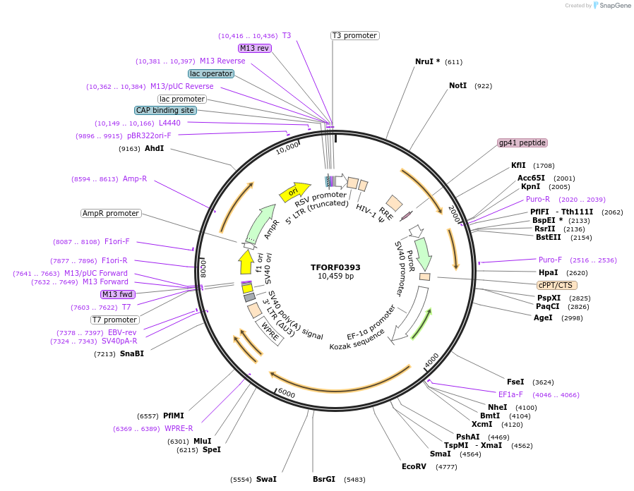 142612-plasmid-map-sequence-id-396003
