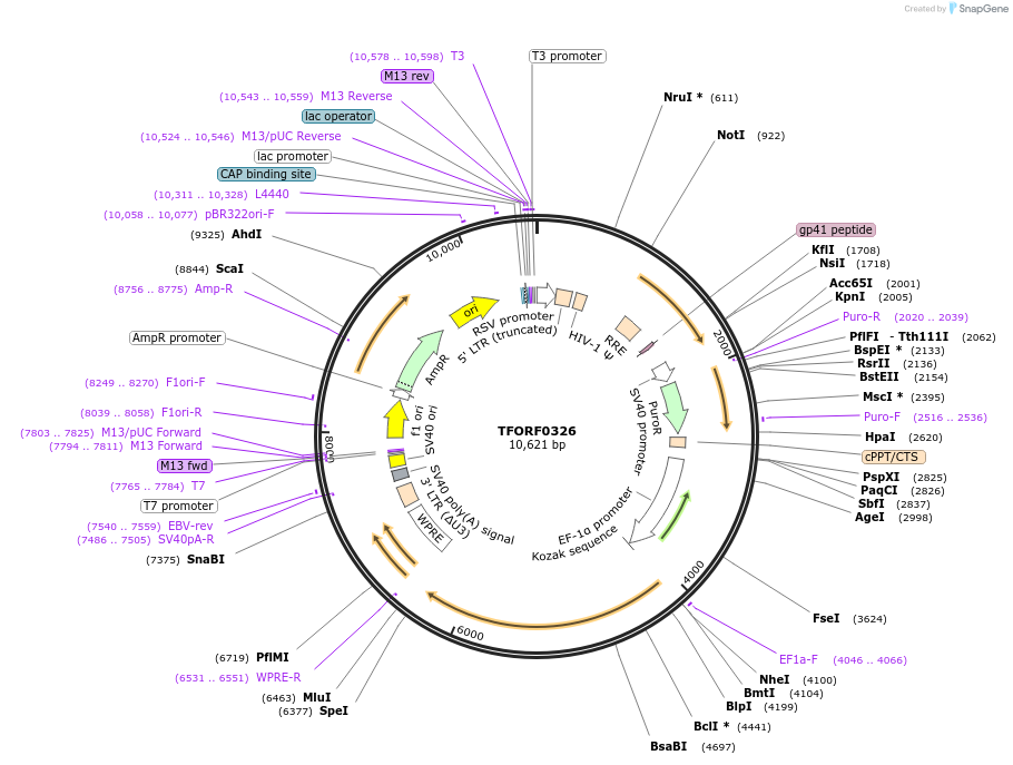 142598-plasmid-map-sequence-id-396005
