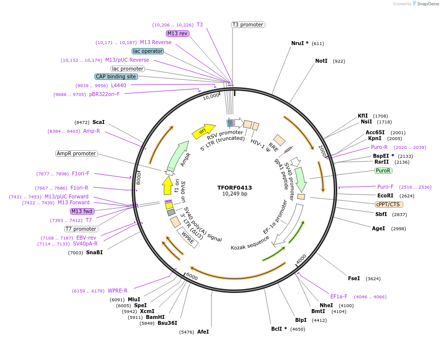 142617-plasmid-map-sequence-id-396007
