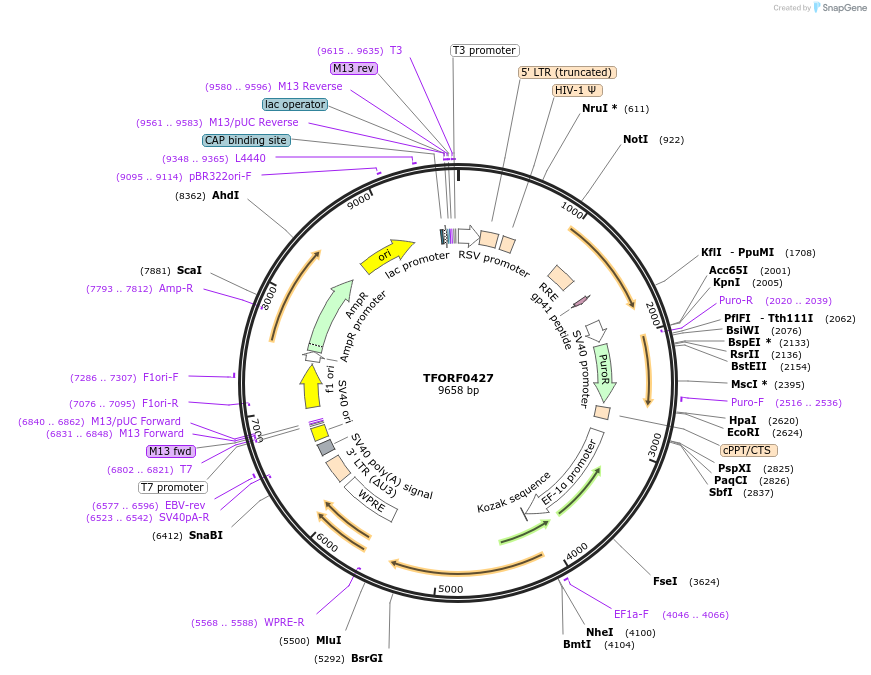142620-plasmid-map-sequence-id-396008