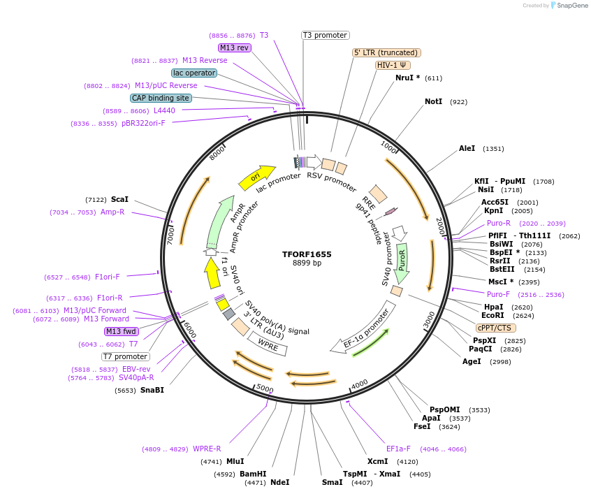 142817-plasmid-map-sequence-id-396011
