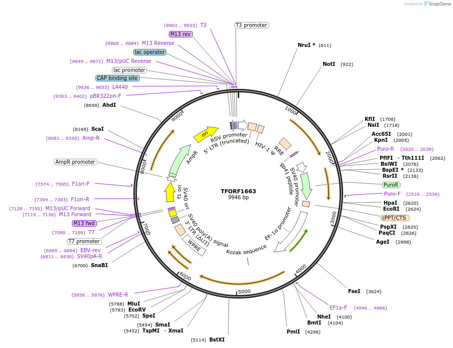 142821-plasmid-map-sequence-id-396012