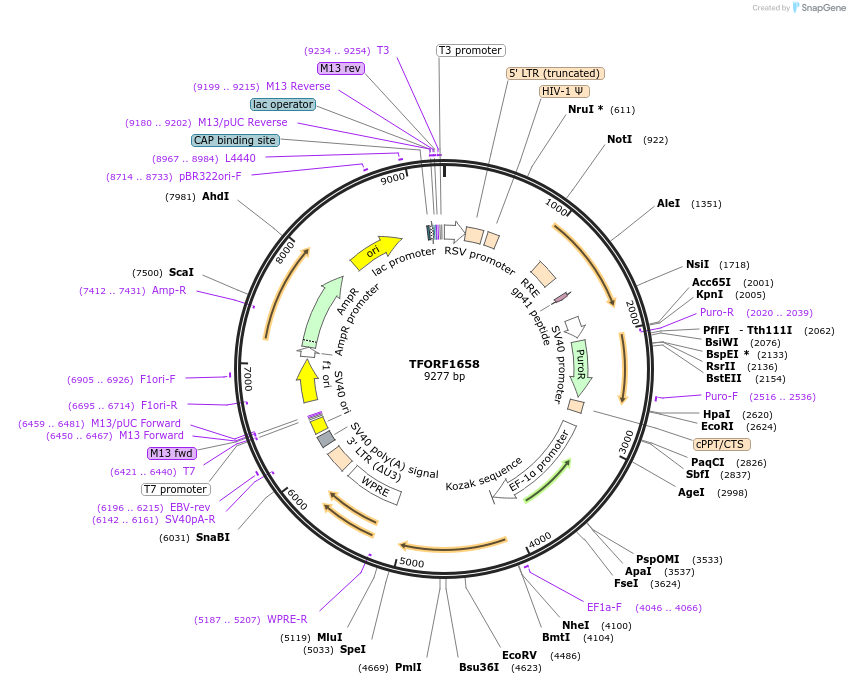 142819-plasmid-map-sequence-id-396014