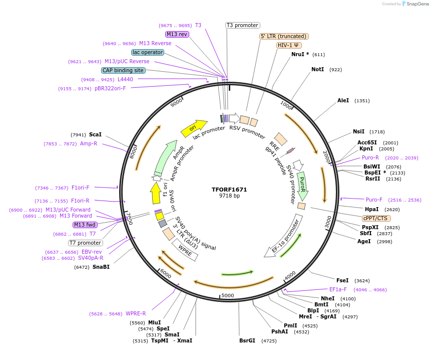 142822-plasmid-map-sequence-id-396015