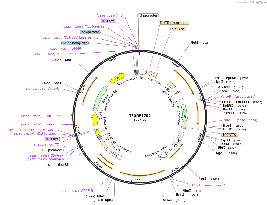 142831-plasmid-map-sequence-id-396016