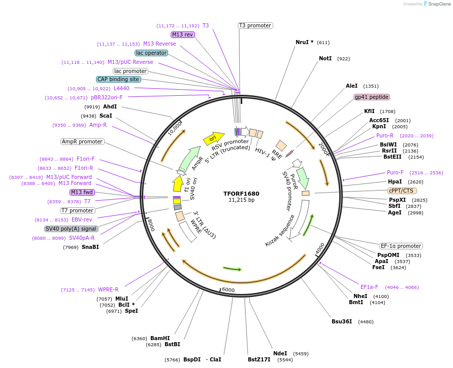 142824-plasmid-map-sequence-id-396017