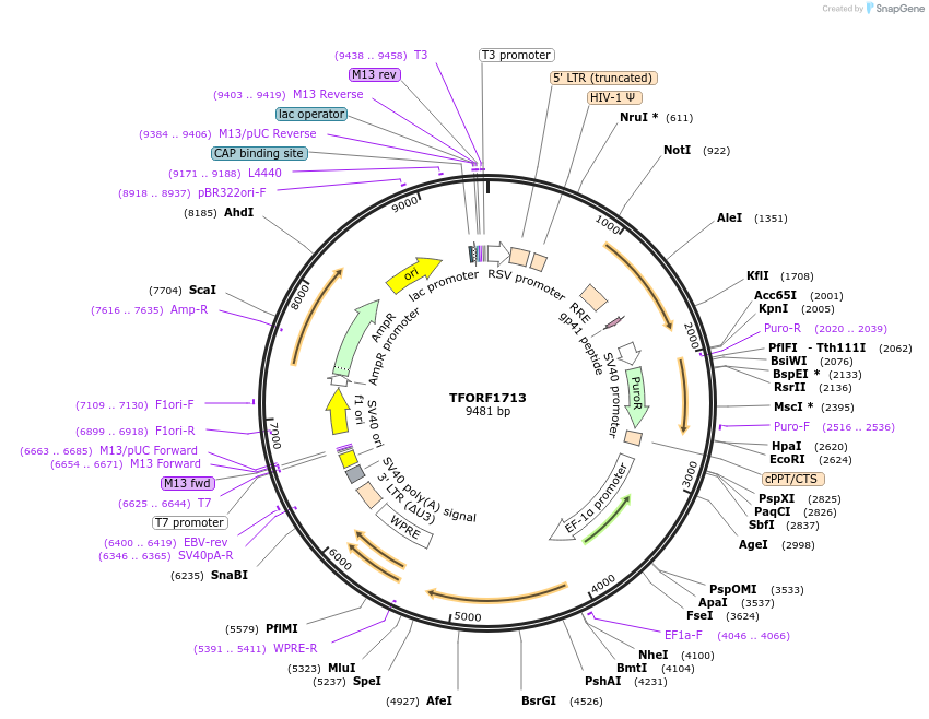 142832-plasmid-map-sequence-id-396018