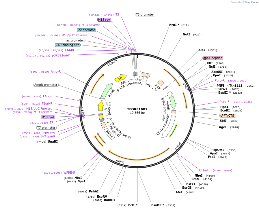 142825-plasmid-map-sequence-id-396019