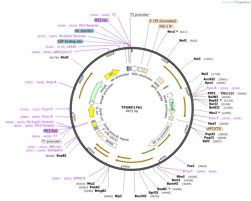 142843-plasmid-map-sequence-id-396022