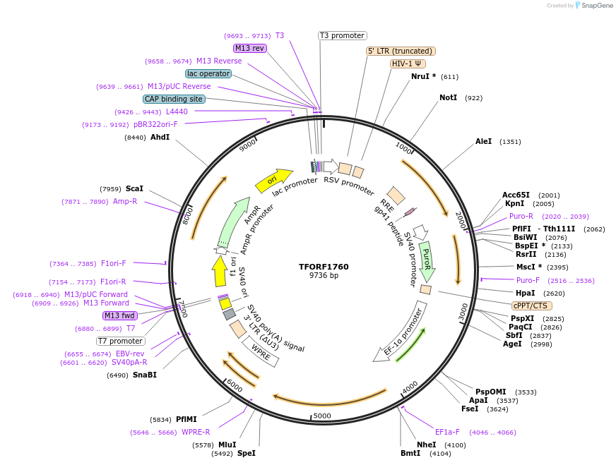 142842-plasmid-map-sequence-id-396024