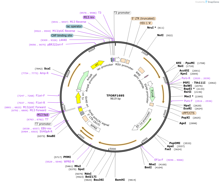 142828-plasmid-map-sequence-id-396027