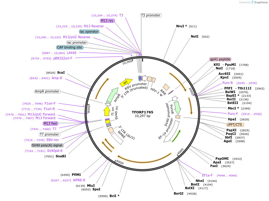 142846-plasmid-map-sequence-id-396028